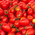 بذر گوجه چری کشیده