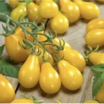 بذر گوجه گلابی درختی زرد