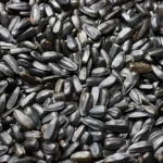 تخمه آفتابگردان حاصل از کاشت بذر آفتابگردان شمشیری بسیار خوشمزه و مقوی است.