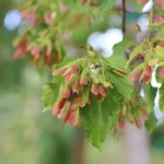 برای کاشت بذر افرا جینانلا شرایط خاصی نیاز است.