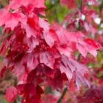 برای کاشت بذر افرا روبروم قرمز شرایط خاصی نیاز است.