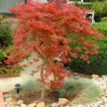 برای کاشت بذر افرا پالماتوم اتراب شرایط خاصی نیاز است.