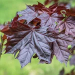 برای کاشت بذر افرا پلانتانید شرایط خاصی نیاز است.