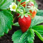 میوه های حاصل از کاشت بذر توت فرنگی الکساندرا سایز نسبتا کوچکی دارند.