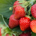 میوه حاصل از کاشت بذر توت فرنگی کاماروسا یکدست و خوشمزه است.