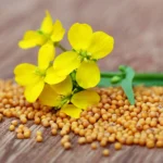 خردل تولید شده از کاشت بذر خردل خوش عطر و طعم میباشد.