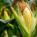 محصول حاصل از کاشت بذر ذرت بلال بسیار نرم و خوشمزه است.