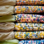 با کاشت بذر ذرت بلوری رنگی یک ذرت خاص پرورش میدهید.