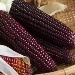 بذر ذرت شرابی را در همه جا میتوان کاشت.