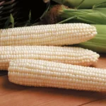 محصول حاصل از کاشت بذر ذرت سفید شیرین بسیار خوش طعم است.