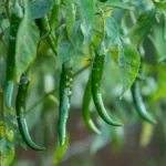 کاشت بذر فلفل قلمی پابلند سبز بسیار آسان است.