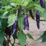 فلفل تولید شده از بذر فلفل قلمی مشکی بنفش بسیار خوش طعم است.