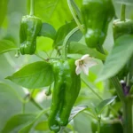 بوته حاصل از کاشت بذر فلفل همدانی بسیار پربار است.