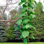 بذر پالونیا