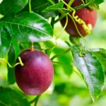 بعد از جوانه زنی بذر پشن فروت ارغوانی بوته به سرعت رشد میکند.