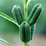 از کنجد حاصل از کاشت بذر کنجد روغن گیری هم میشود.