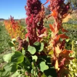 از محصول حاصل از کاشت بذر کینوا میتوان به جای برنج در غذا استفاده کرد.