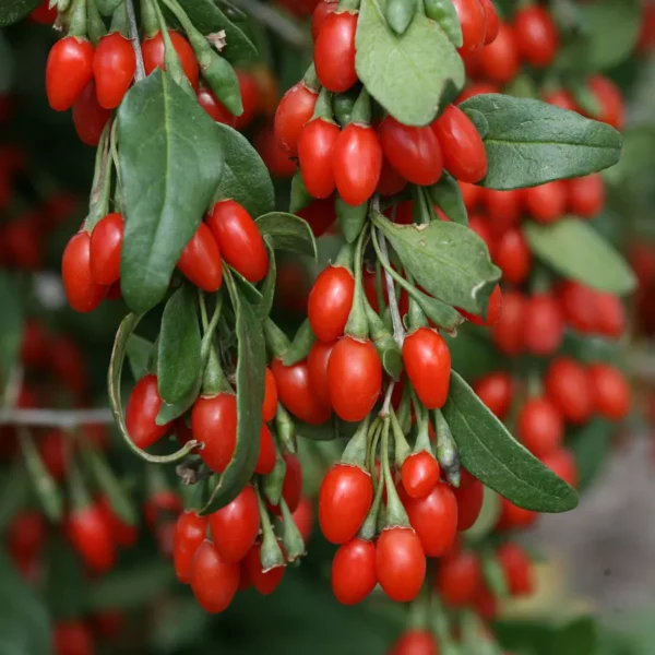 گیاه حاصل از کاشت بذر گوجی بری به سرما هم مقاوم است.