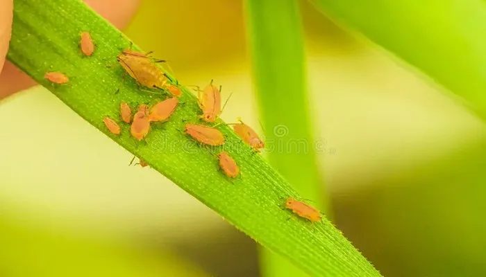 انواع شته ها در مزارع گندم