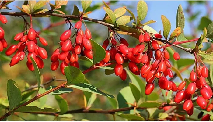 بهترین کود برای درخت زرشک
