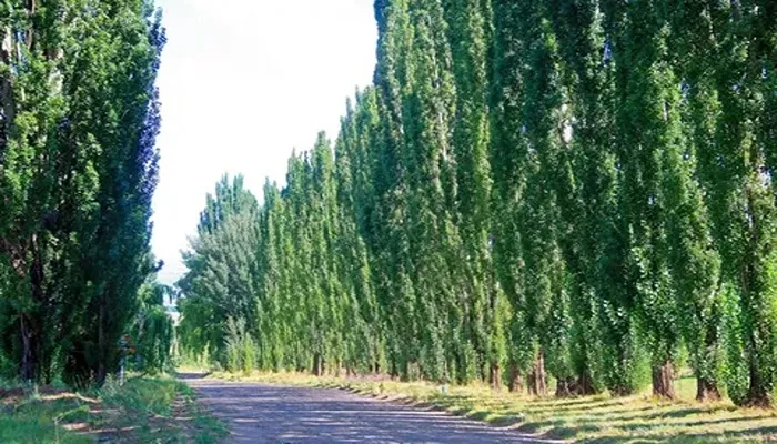 بهترین برنامه کوددهی درخت صنوبر