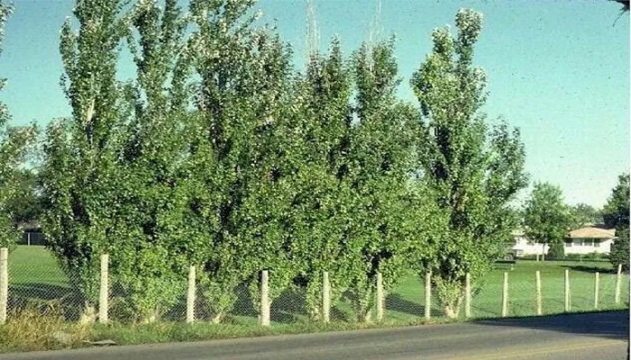 بهترین زمان تغذیه صنوبر با کود