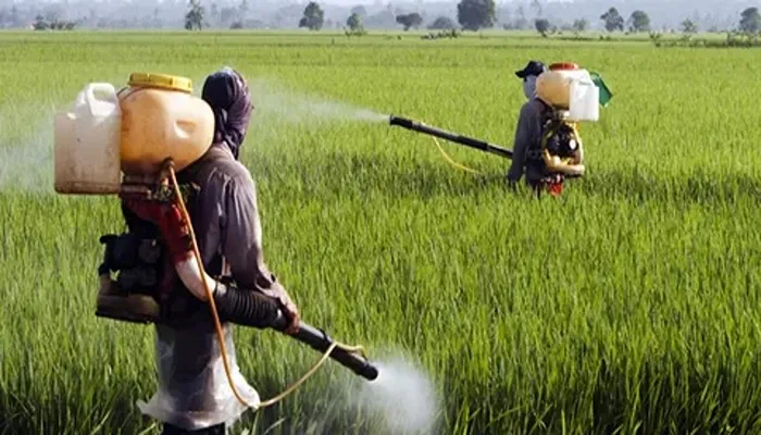 زمان بندی سمپاشی علف کش پهن برگ 