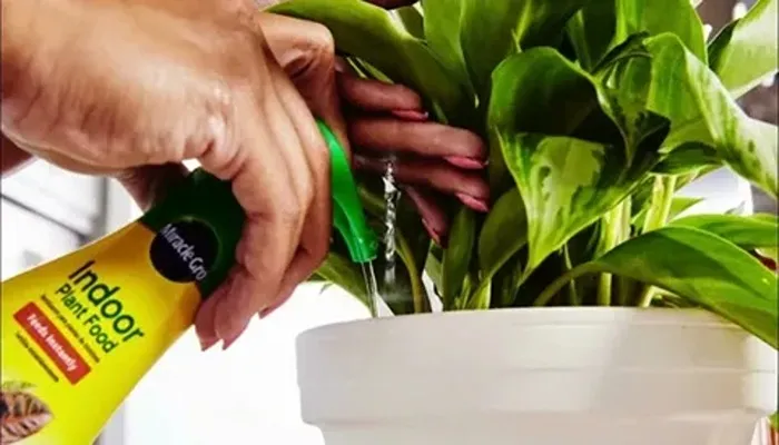 کود ریشه زایی مایع