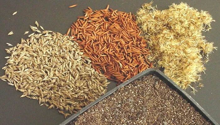 خرید بذر درخت