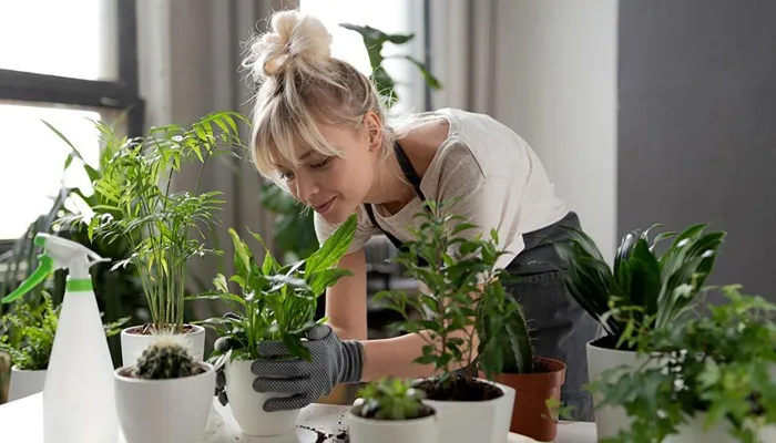 بهترین قارچ کش گیاهان آپارتمانی