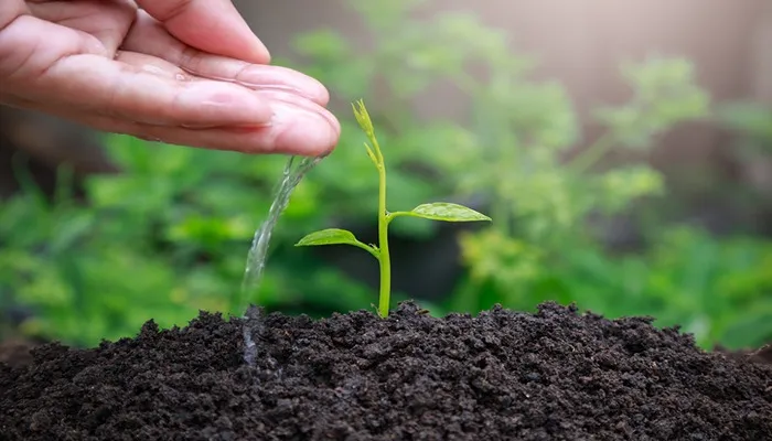 خرید بذر درخت 3 قیمت بذر درخت