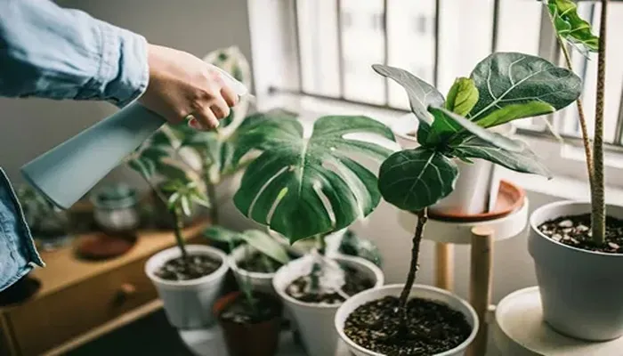 بهترین قارچ کش گیاهان آپارتمانی